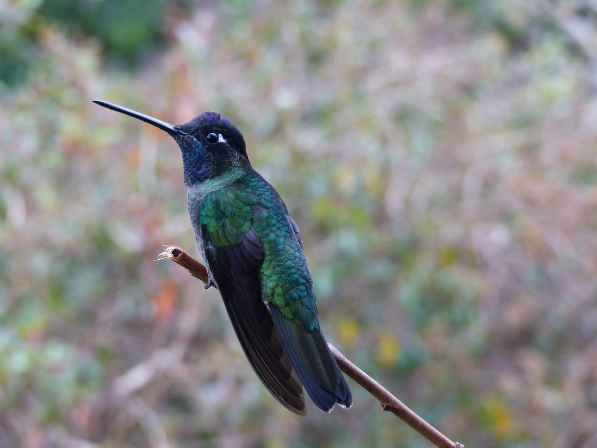 Talamanca Hummingbird - ML153728071