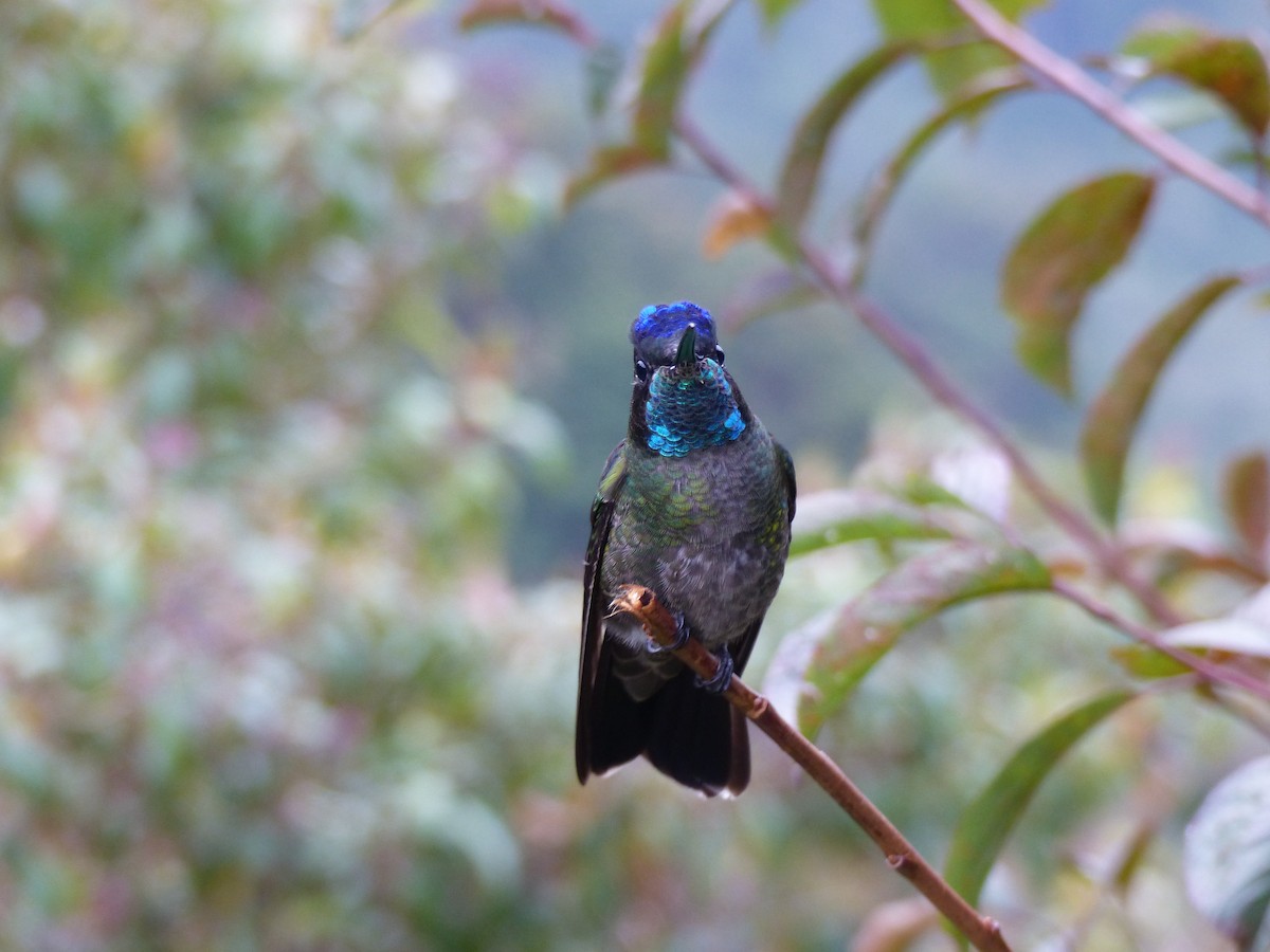 Talamanca Hummingbird - ML153728301