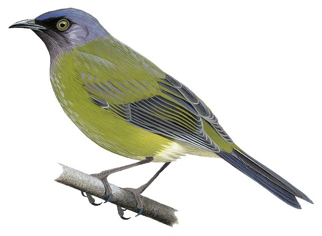 Chatham Islands Bellbird - Anthornis melanocephala - Birds of the