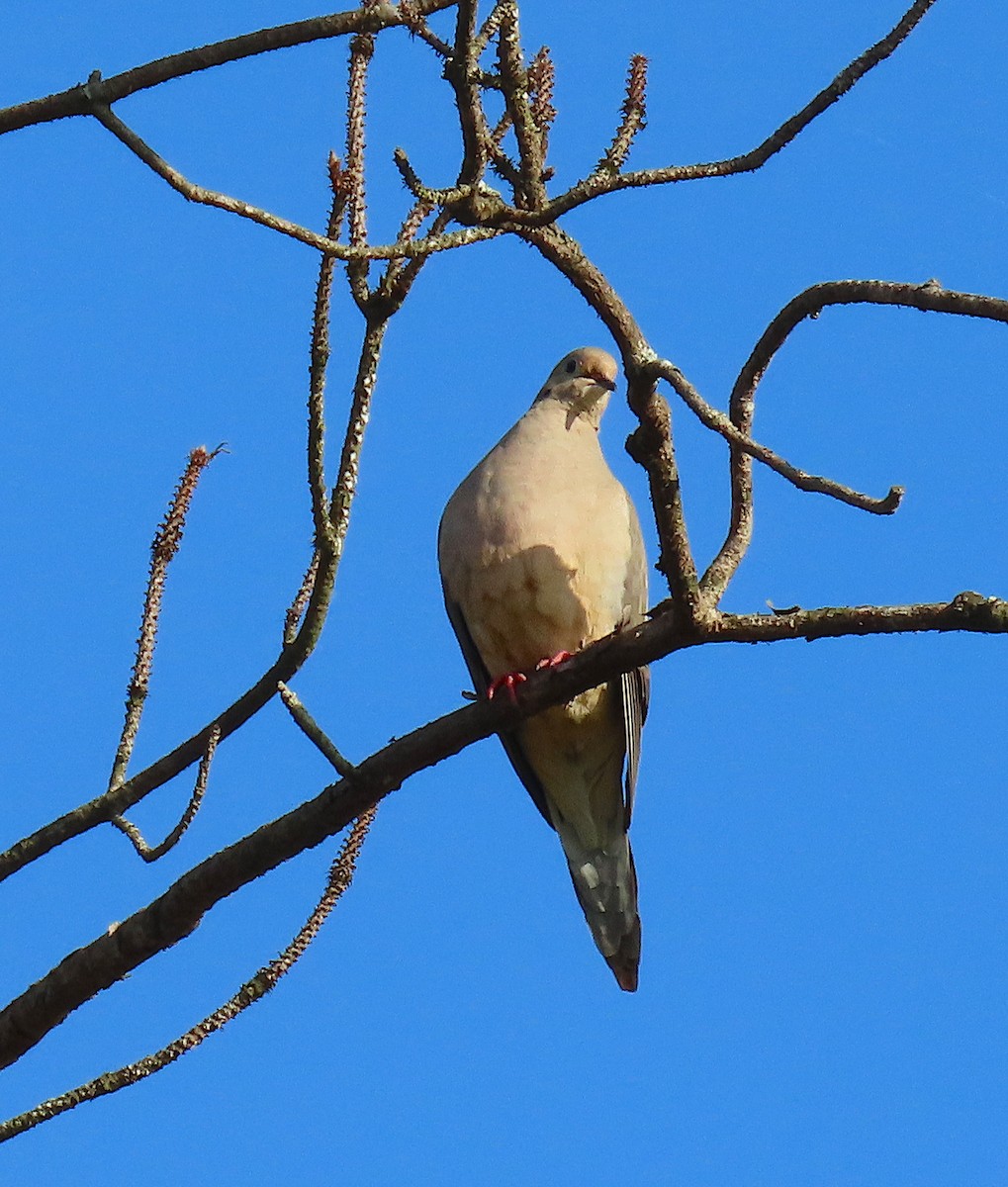 Mourning Dove - ML153732831