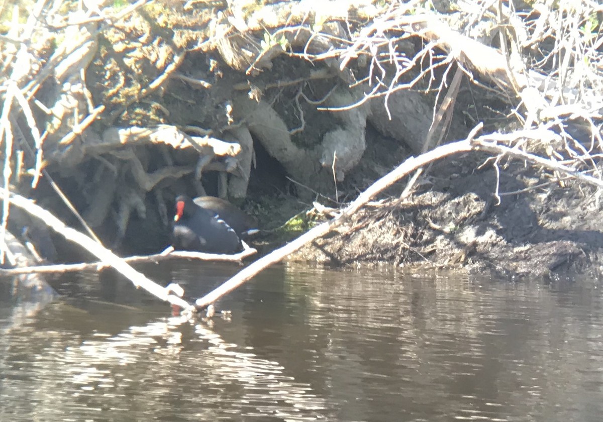 Gallinule d'Amérique - ML153734531