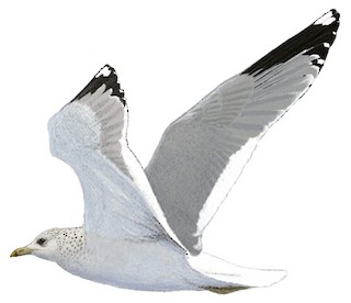 Larus canus heinei