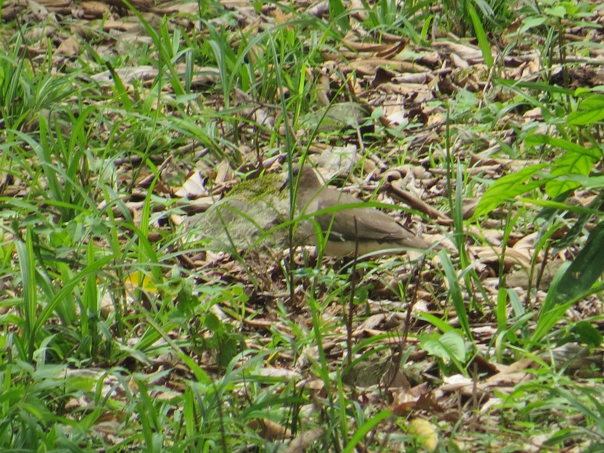 Paloma montaraz sp. - ML153735441