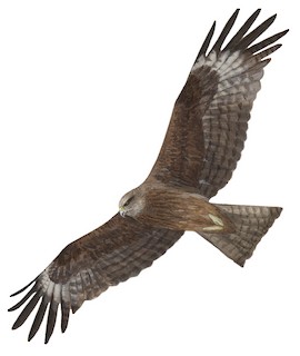 Milvus migrans lineatus