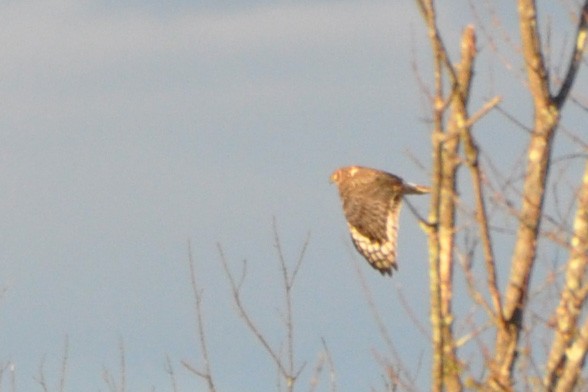 Northern Harrier - ML153737461