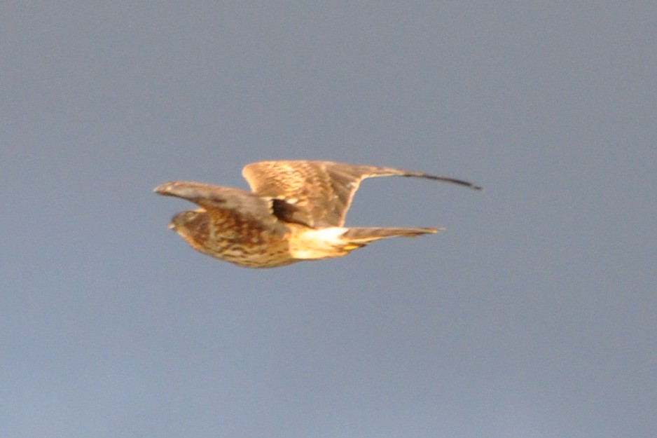 Northern Harrier - ML153737471