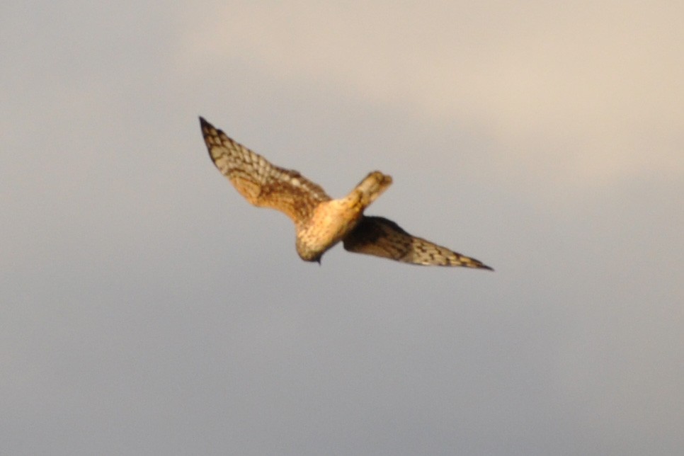 Aguilucho de Hudson - ML153737491