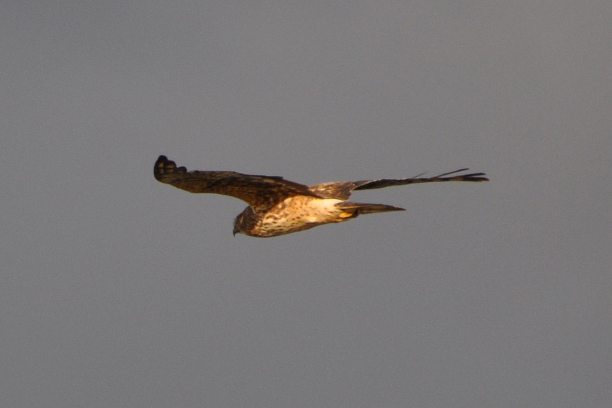 Northern Harrier - Valerie Burdette