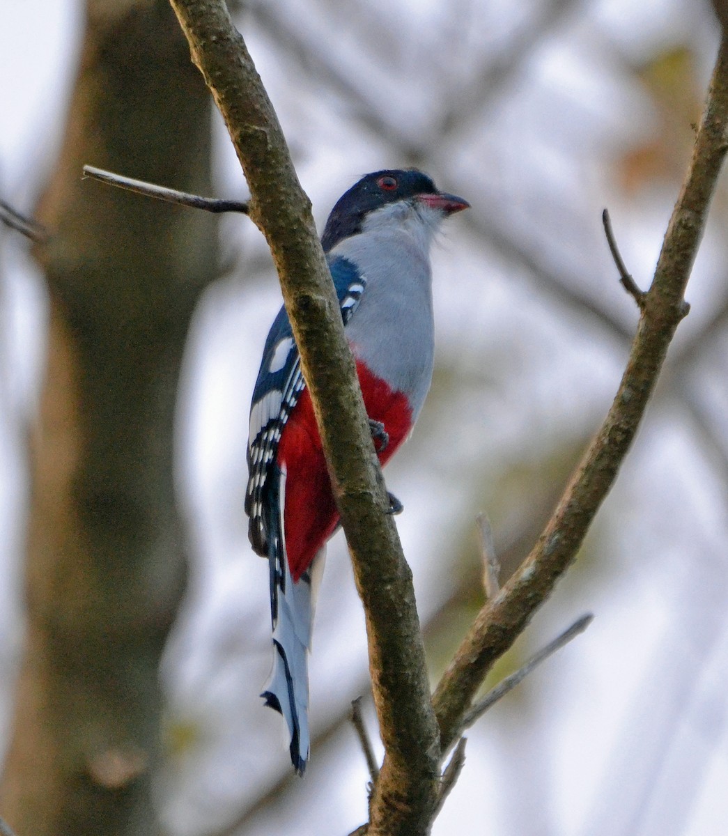 Cuban Trogon - ML153737511