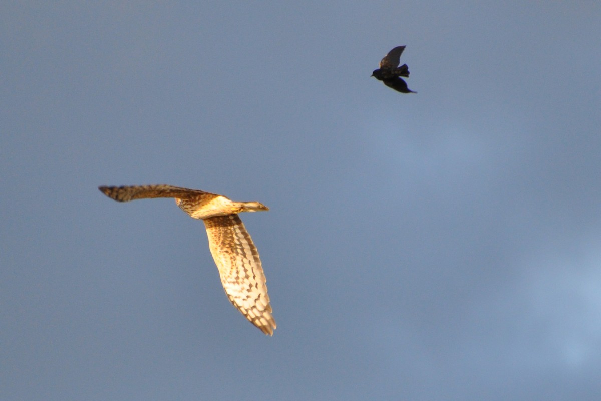 Northern Harrier - ML153737541