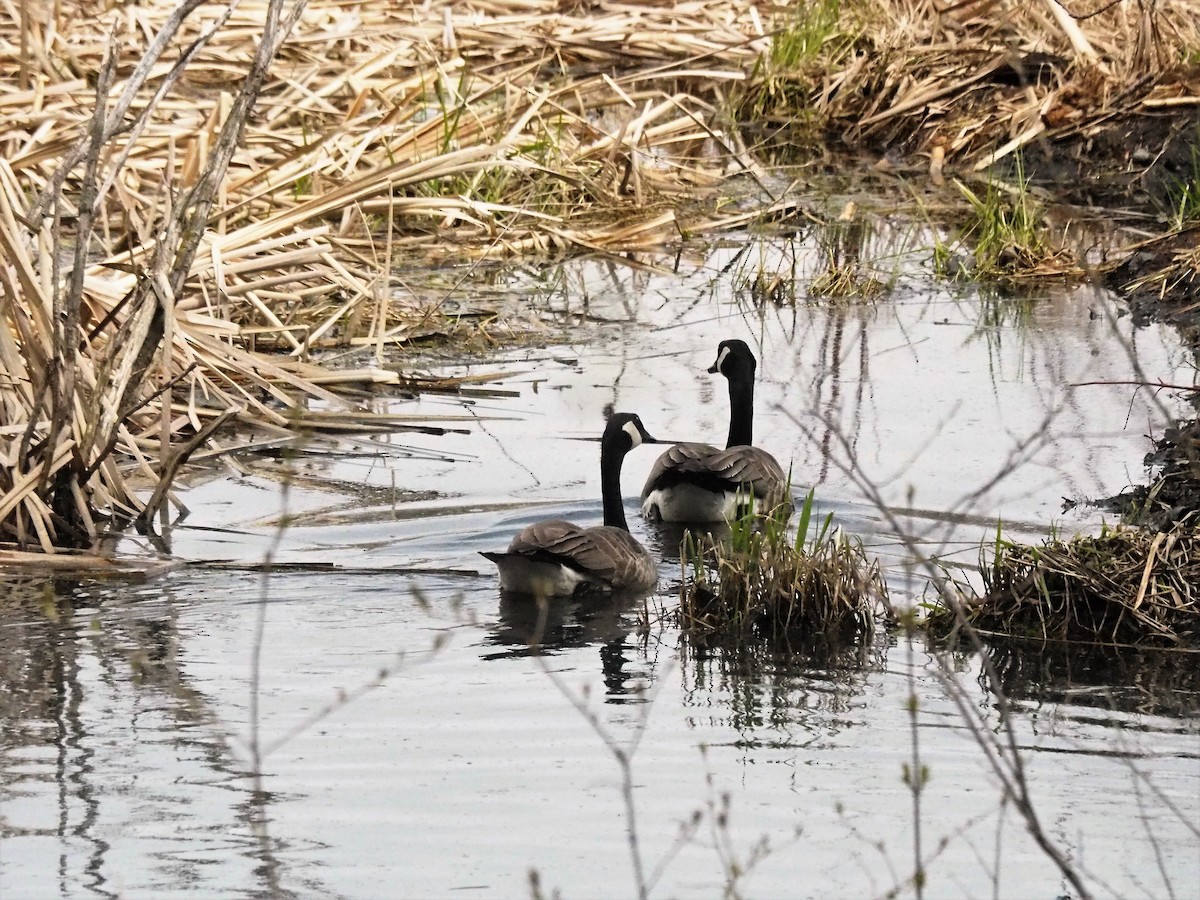 Canada Goose - ML153737731