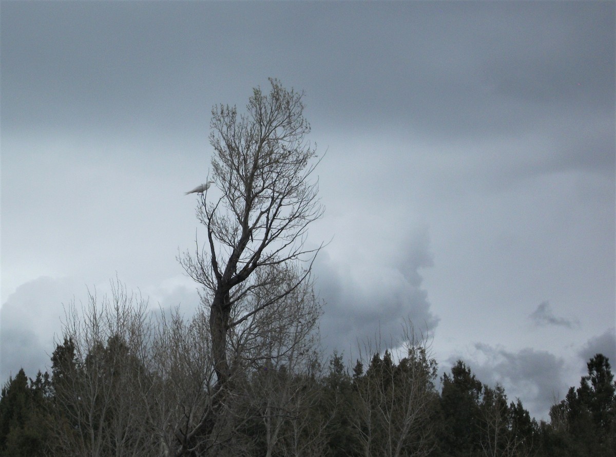 Great Egret - ML153738341