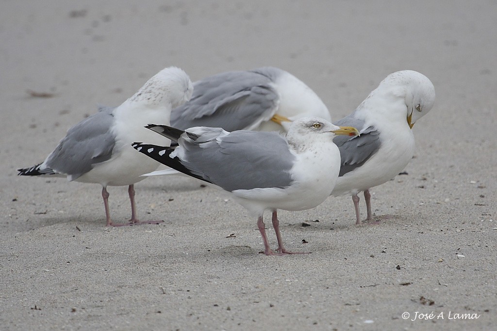 Herring Gull (American) - ML153739151