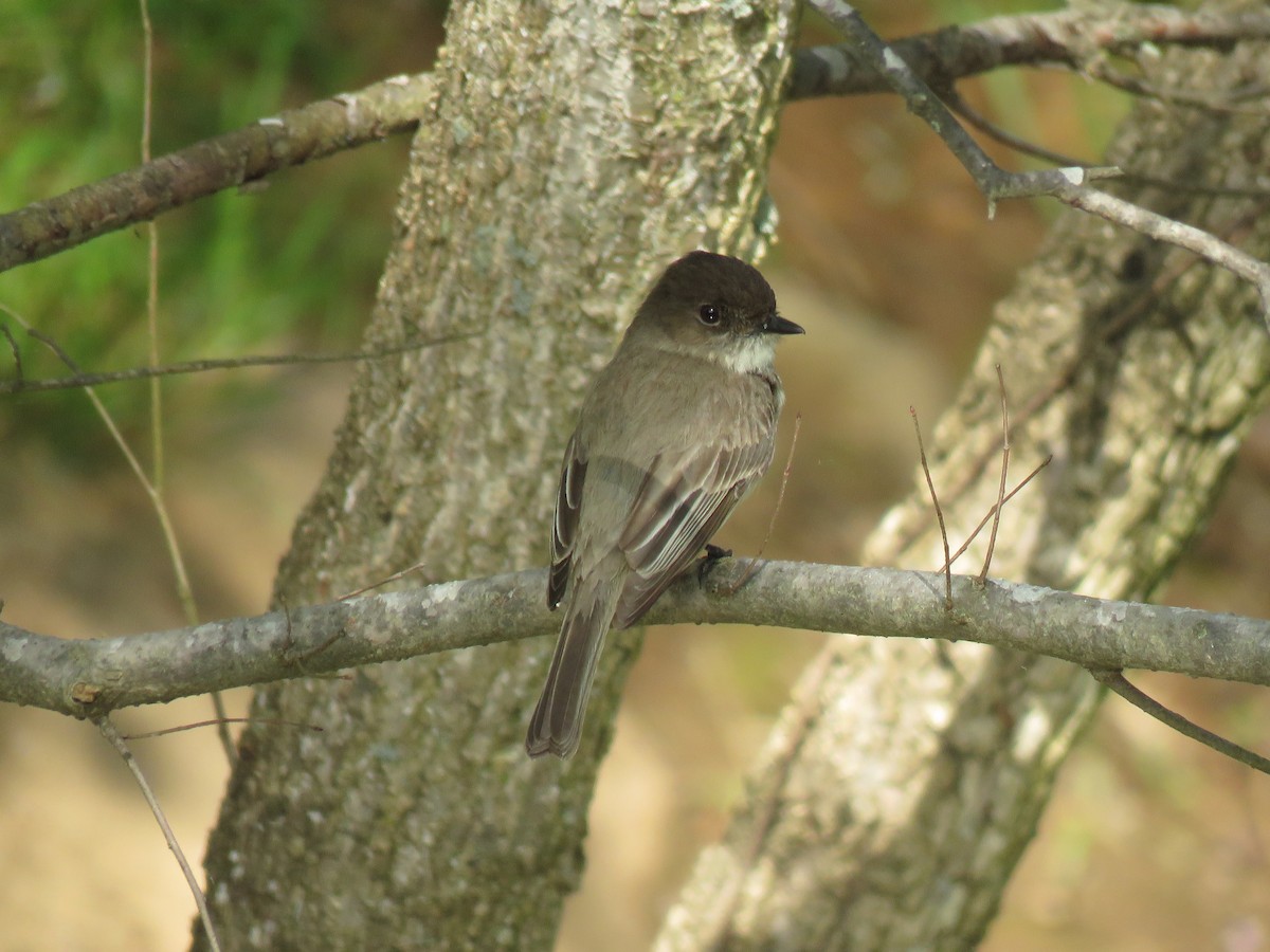Eastern Phoebe - ML153739321