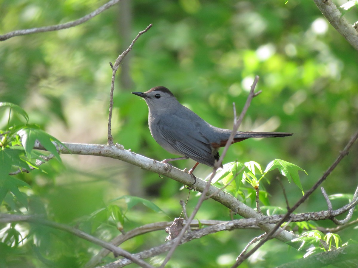 Gray Catbird - ML153739371
