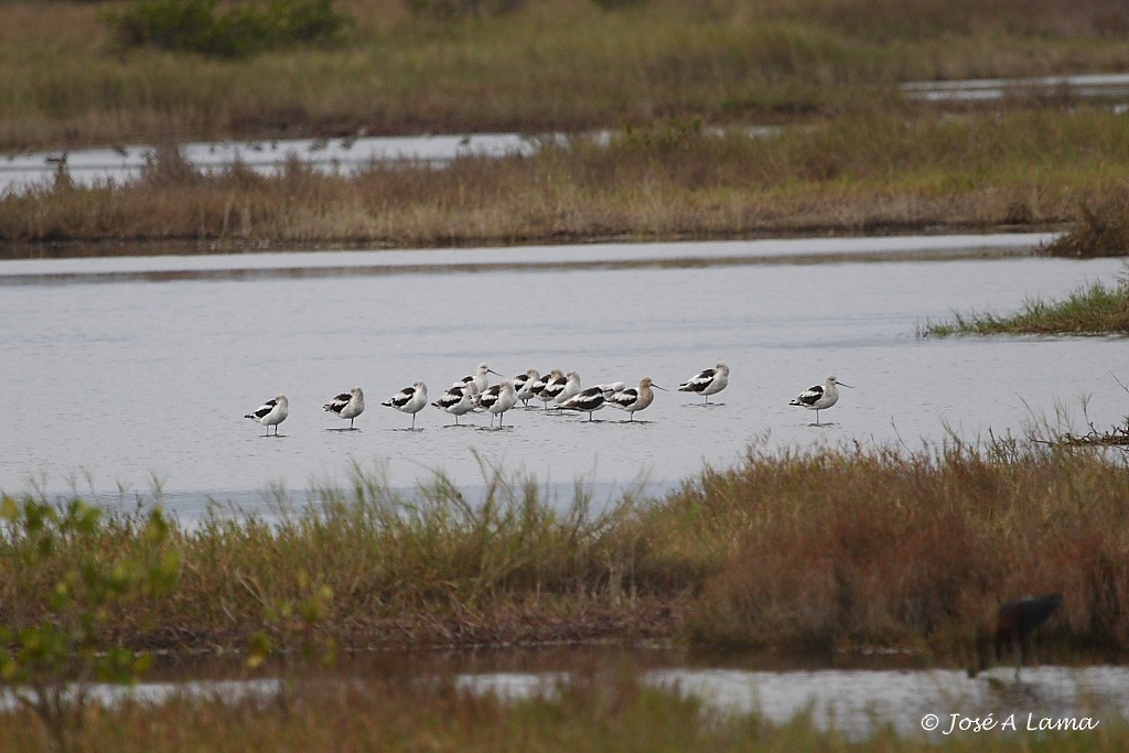 American Avocet - ML153741331