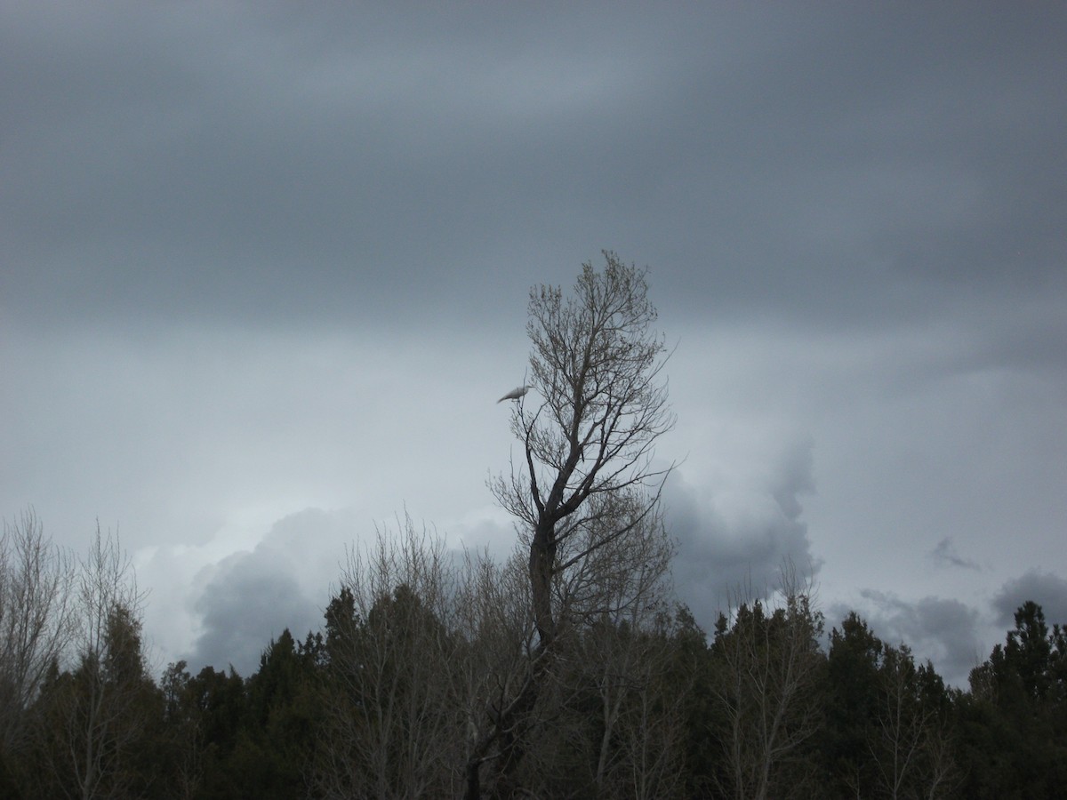 Great Egret - ML153741511