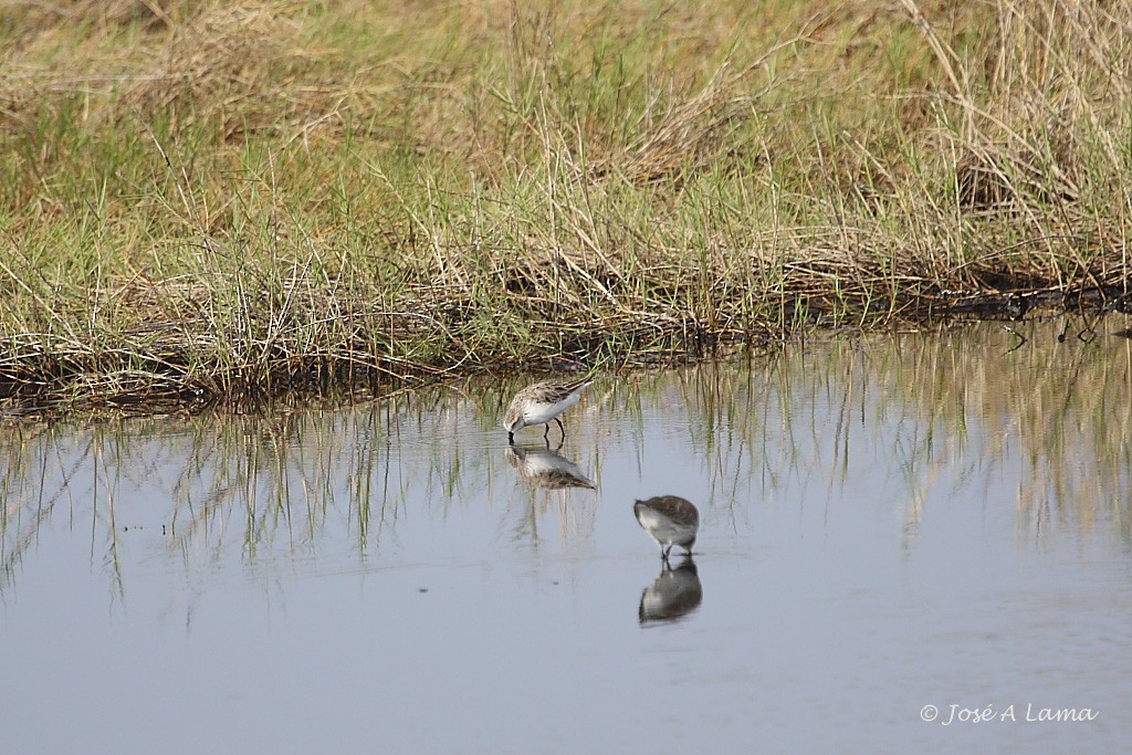 Bergstrandläufer - ML153741521