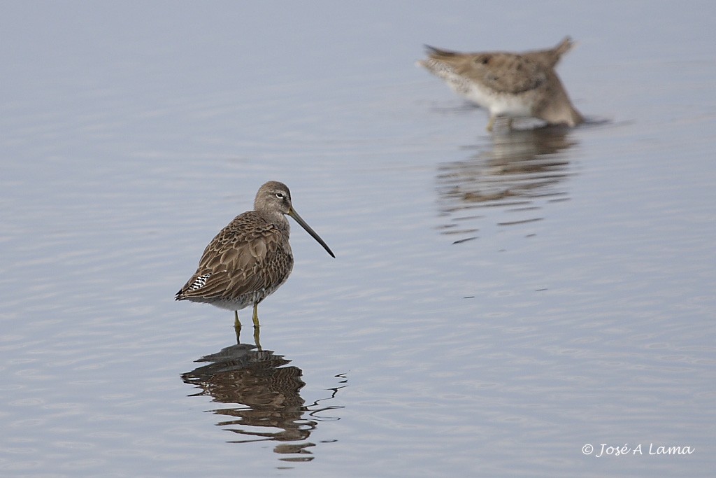 kortnebbekkasinsnipe - ML153741591