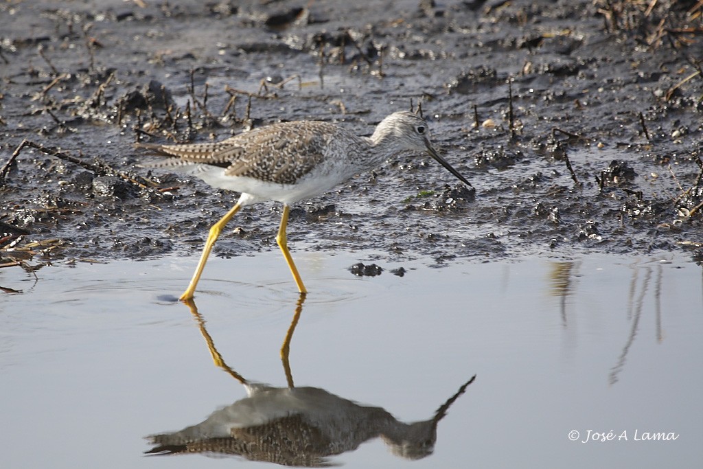 Greater Yellowlegs - ML153741641