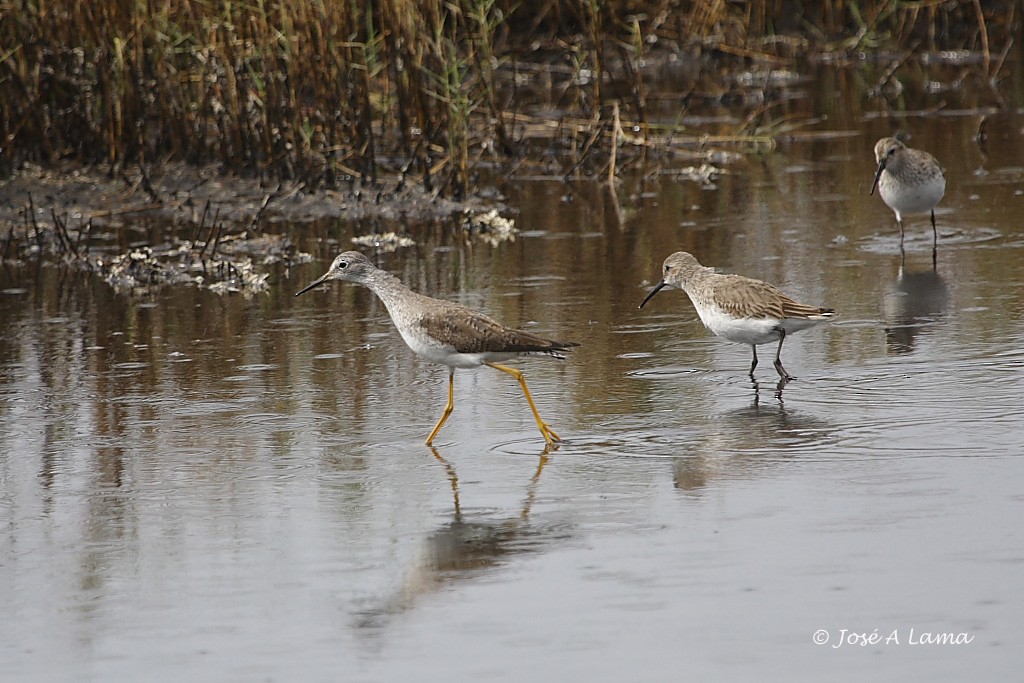 Lesser Yellowlegs - ML153741681