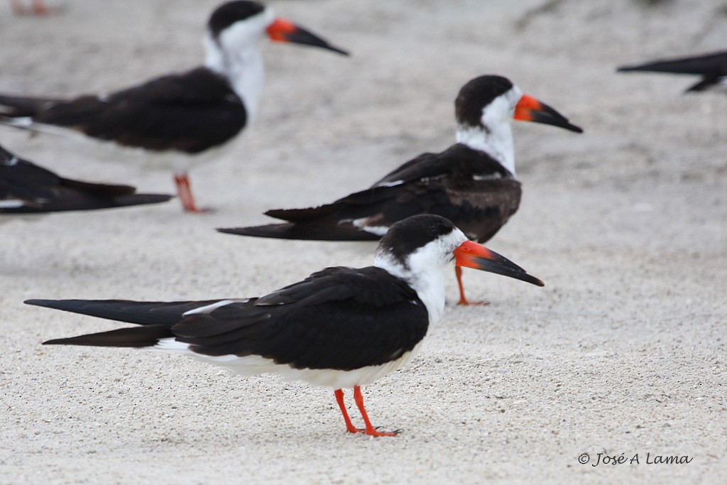 Black Skimmer - ML153741761