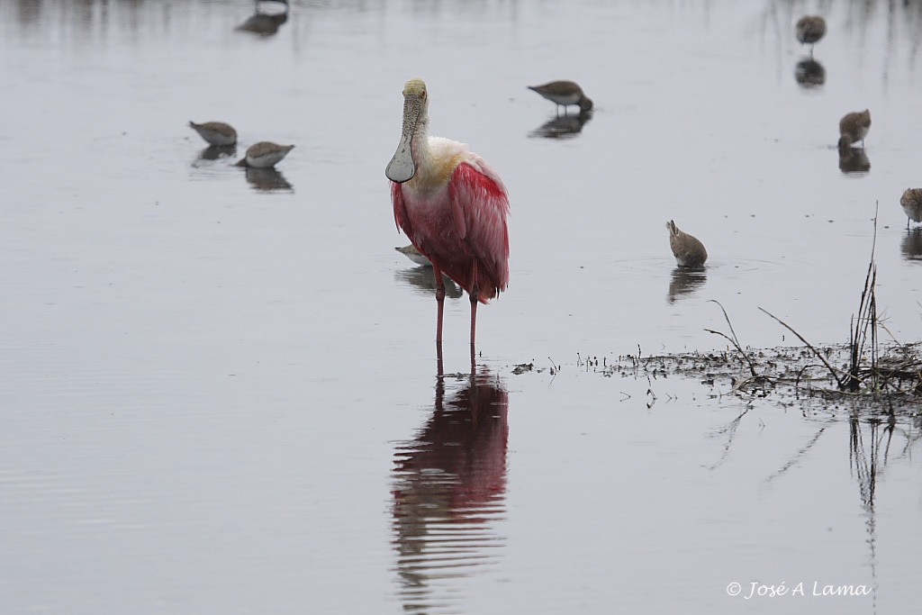 Roseate Spoonbill - ML153741791