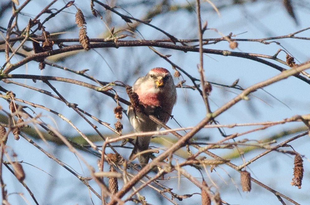 Common Redpoll - ML153741831