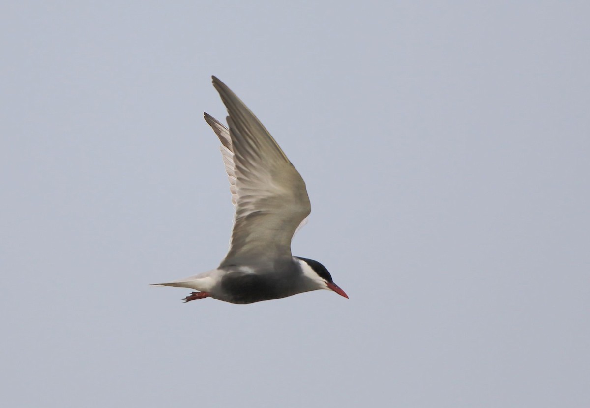 Whiskered Tern - ML153741841