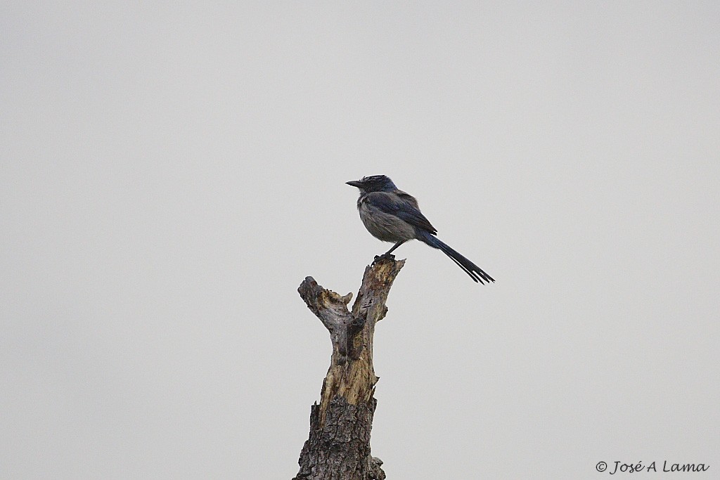 Florida Scrub-Jay - ML153741951