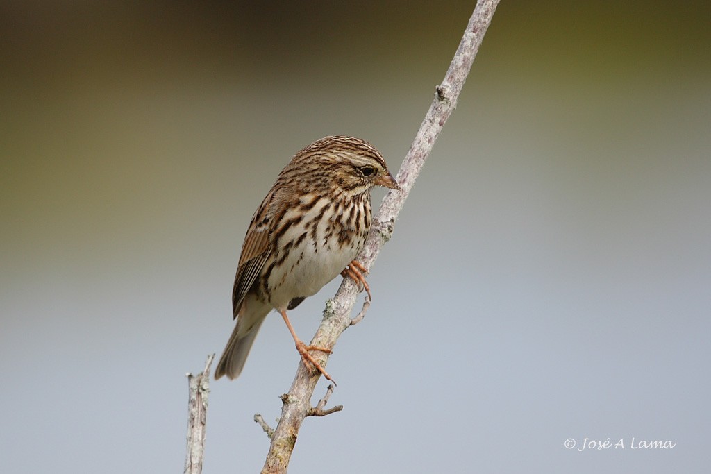 Savannah Sparrow - ML153741981