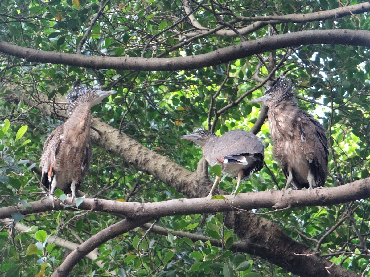 Malayan Night Heron - ML153742191