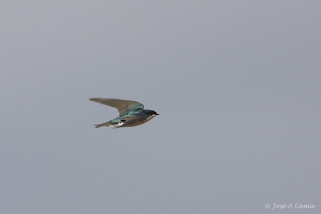 Tree Swallow - ML153742291