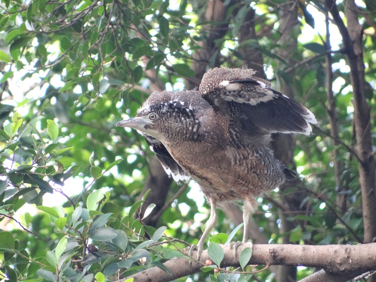 Malayan Night Heron - ML153742301