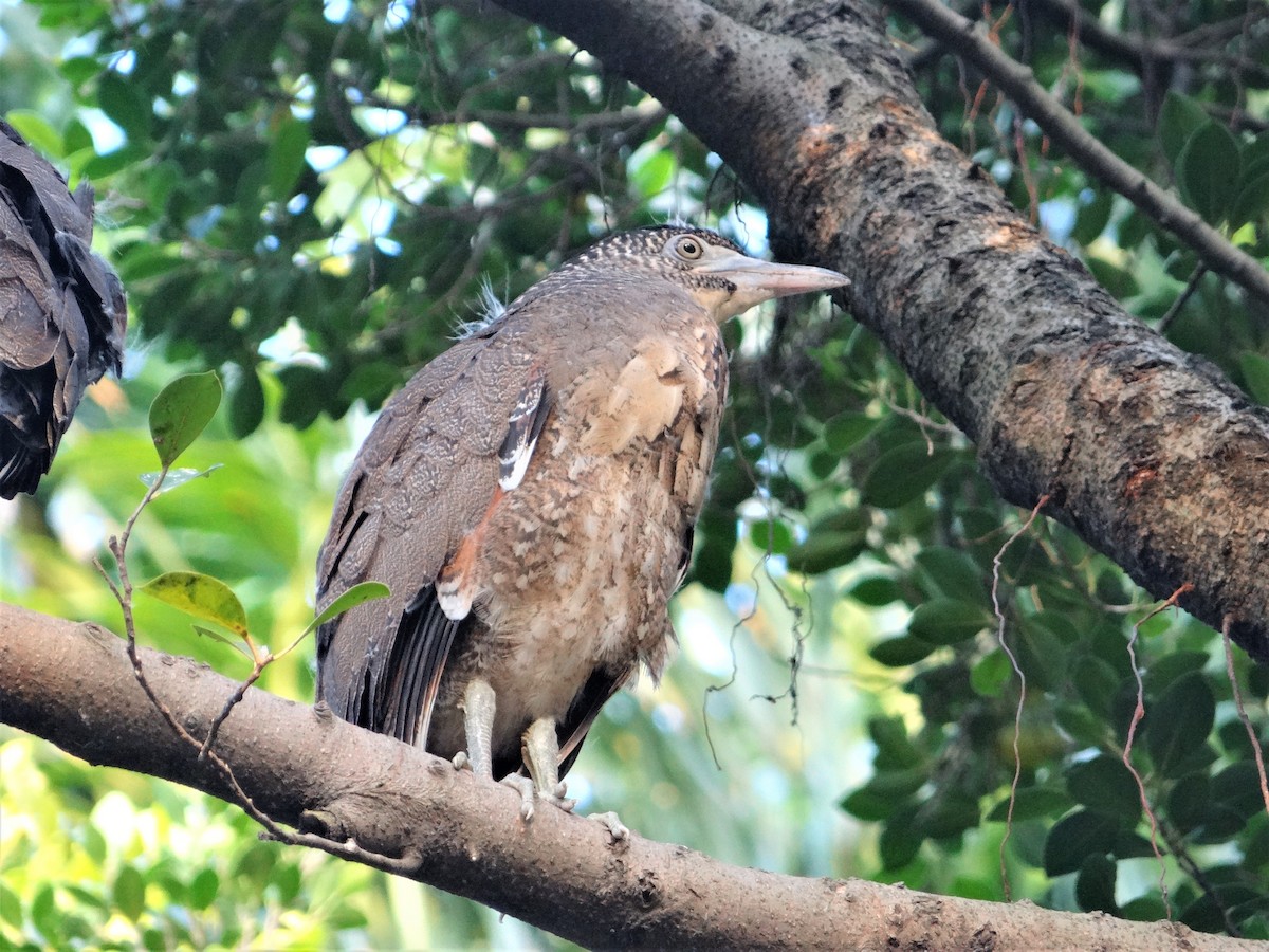 Malayan Night Heron - ML153742441