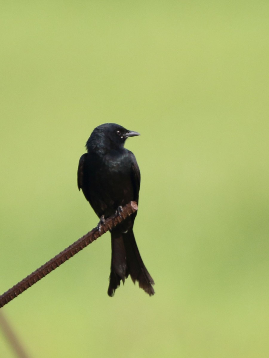 Drongo royal - ML153743011