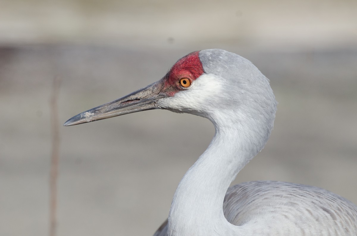 Sandhill Crane - ML153743381