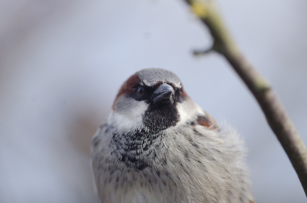 House Sparrow - Else Mikkelsen