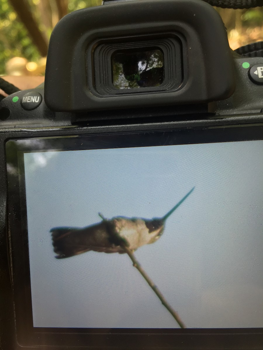 Long-billed Starthroat - ML153743781