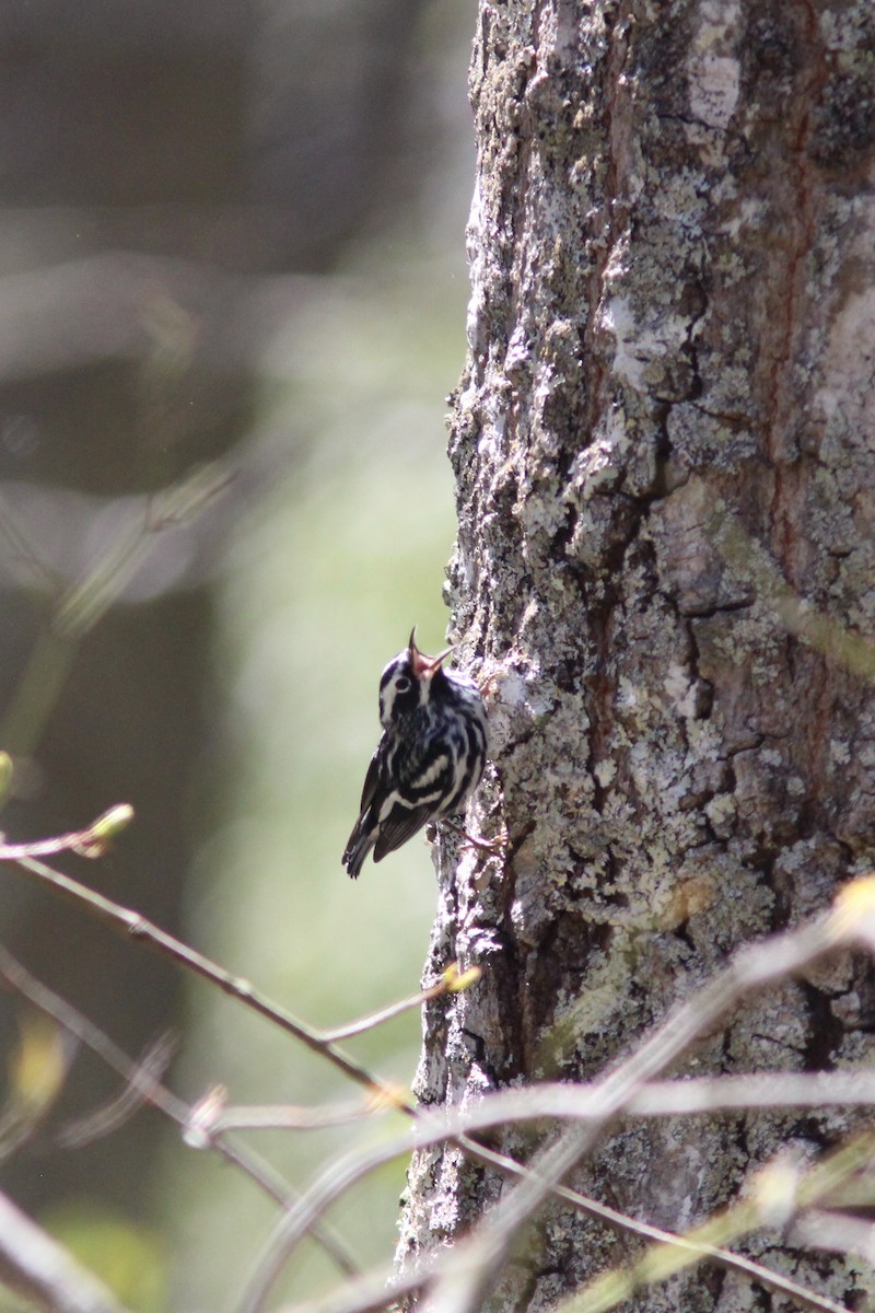 Black-and-white Warbler - ML153746041