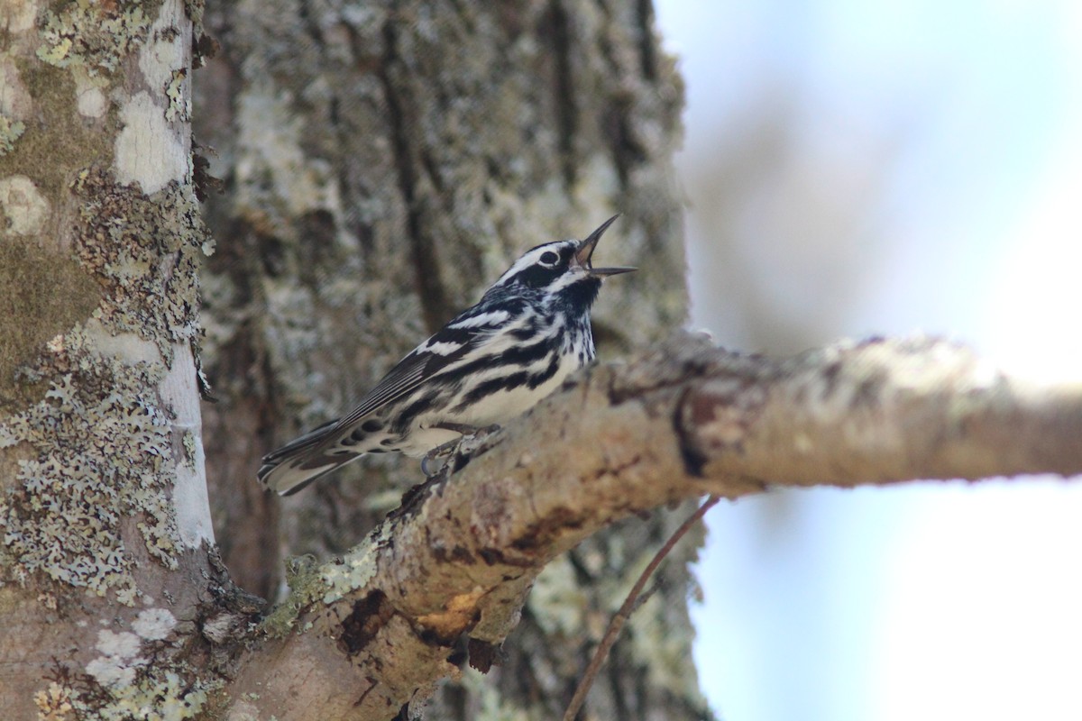 Black-and-white Warbler - ML153746101