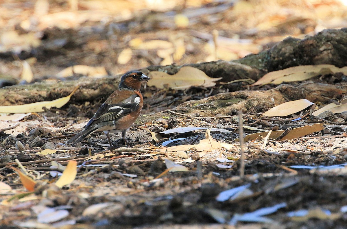 Common Chaffinch - ML153746501