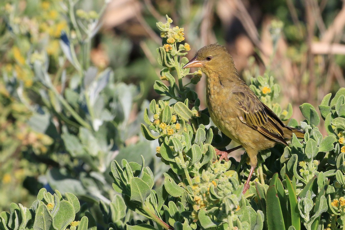 Cape Weaver - ML153746591