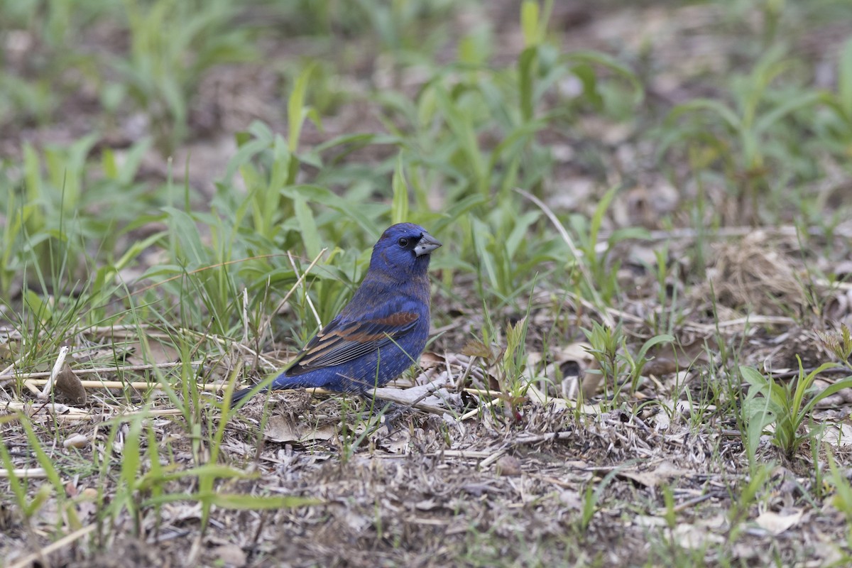 Blue Grosbeak - ML153746911