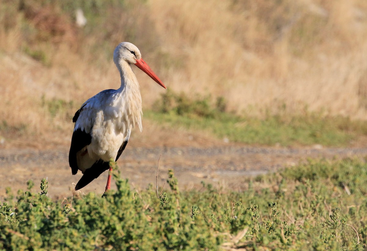 White Stork - ML153746921