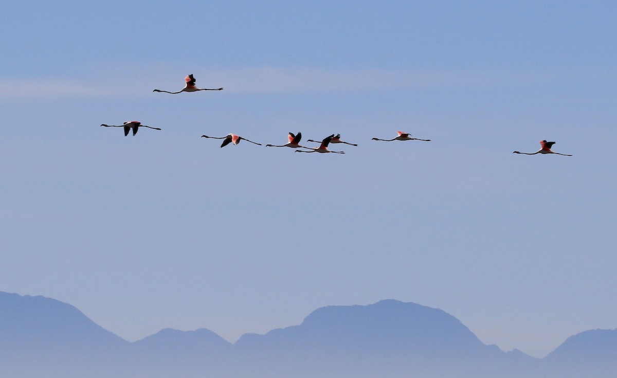 Greater Flamingo - ML153747101