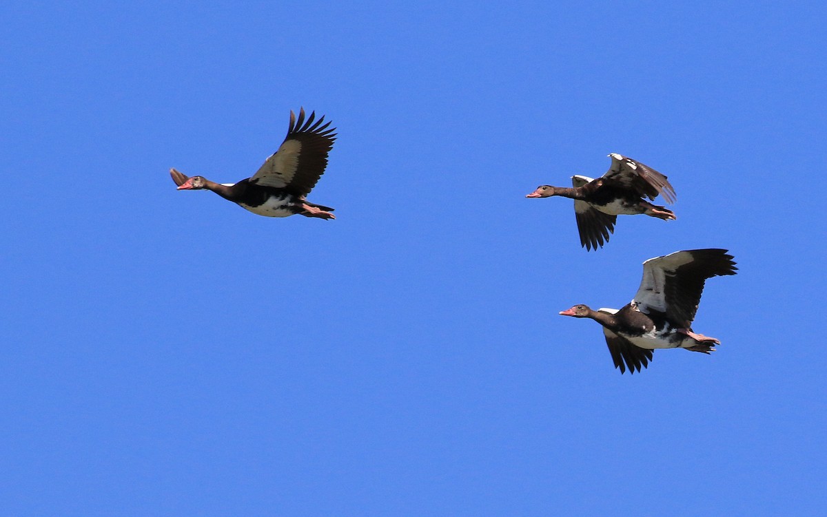 Spur-winged Goose - ML153747341