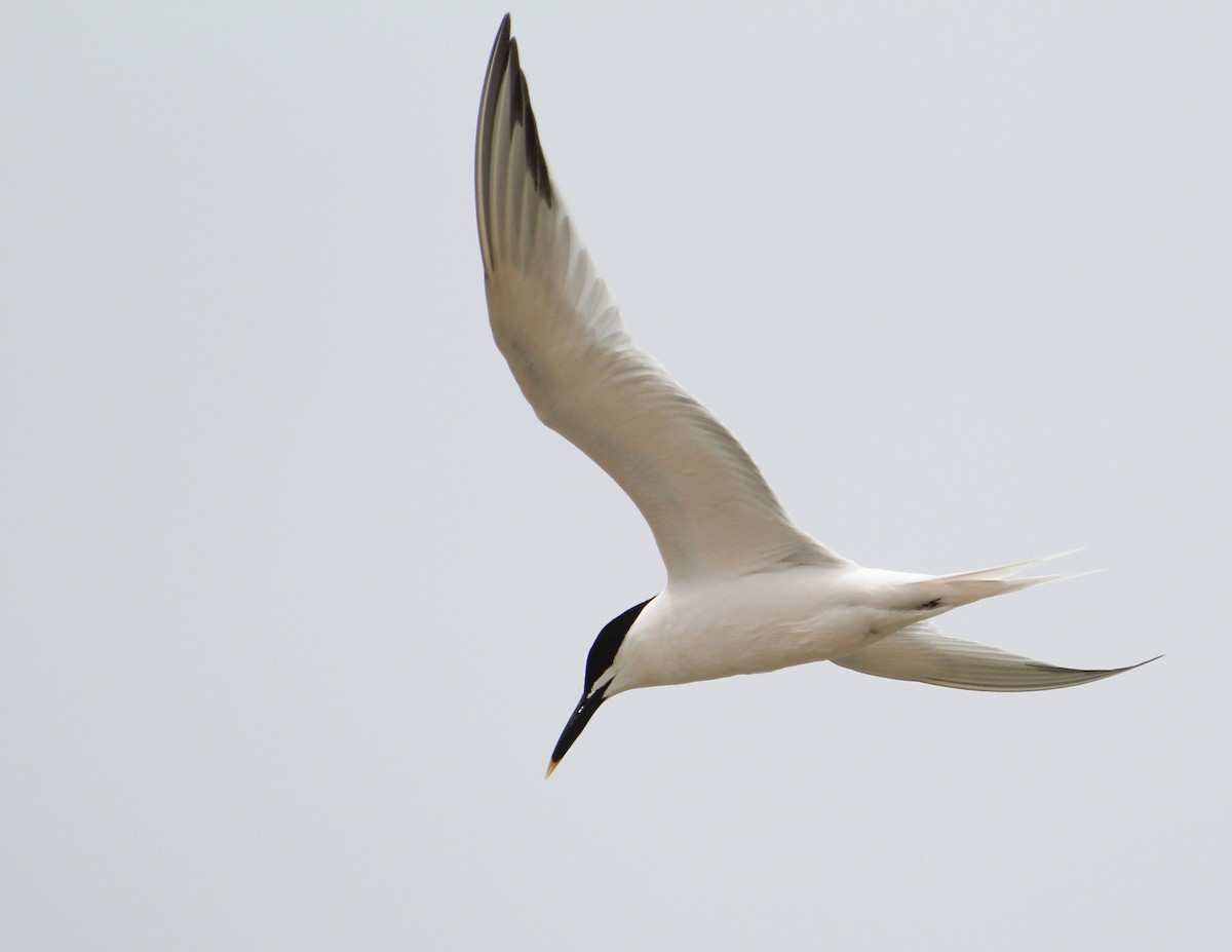 Sandwich Tern - ML153748791