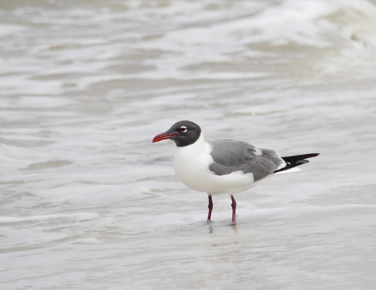 Laughing Gull - ML153749201