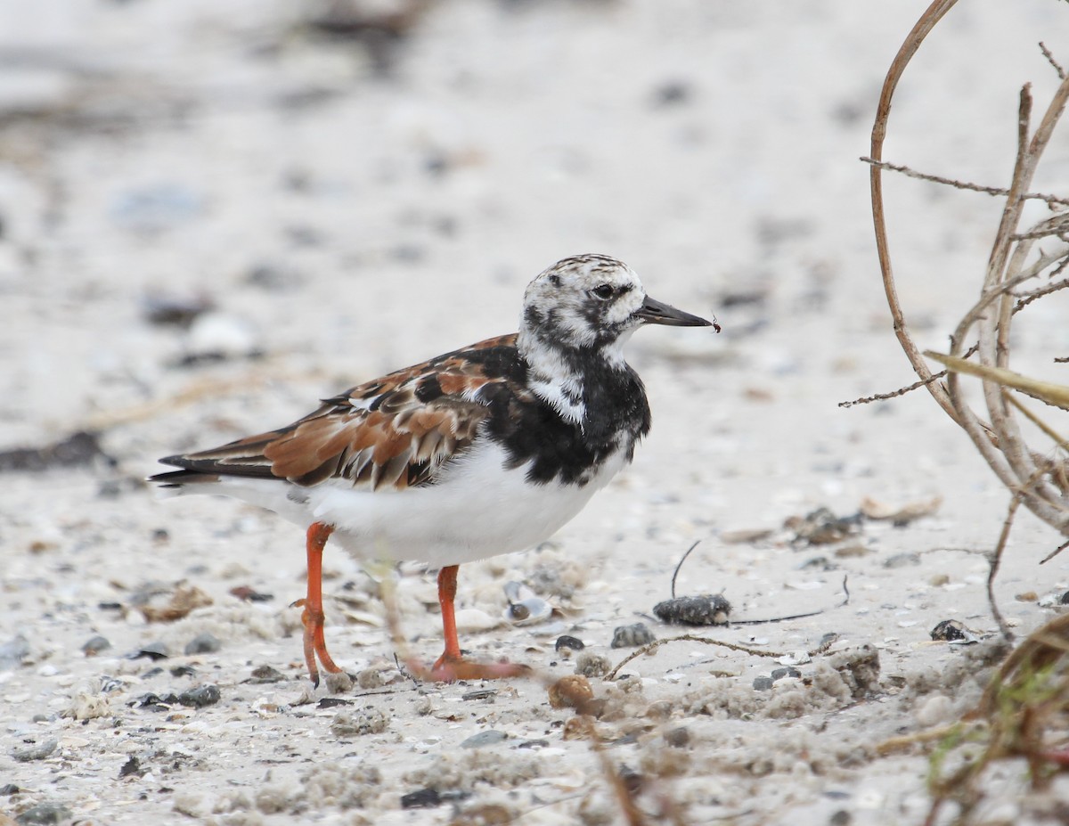 Ruddy Turnstone - ML153749961